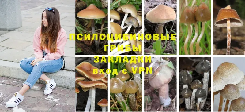 Галлюциногенные грибы GOLDEN TEACHER  Отрадное 